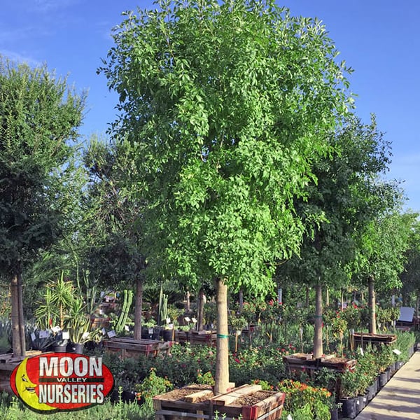 Best Trees and Shrubs to Plant Right Now [November]